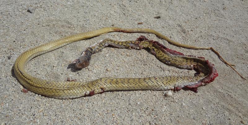 Baja California Coachwhip (Coluber fuliginosus)