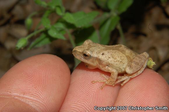 Northern Spring Peeper (Pseudacris crucifer crucifer)