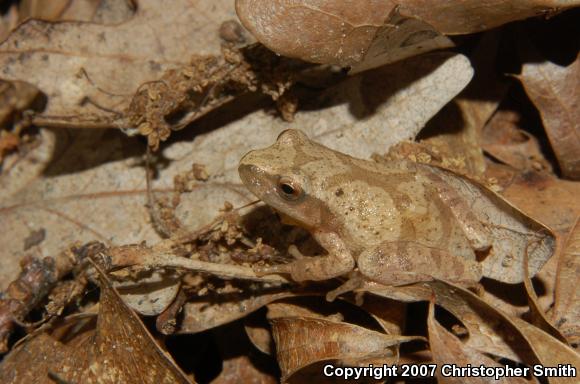 Northern Spring Peeper (Pseudacris crucifer crucifer)