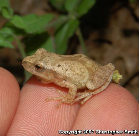 Northern Spring Peeper (Pseudacris crucifer crucifer)