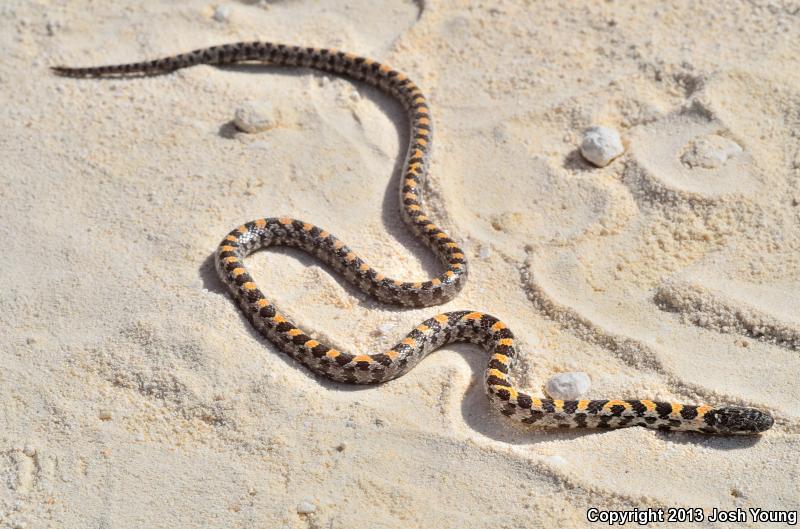 Short-tailed Snake (Lampropeltis extenuata)