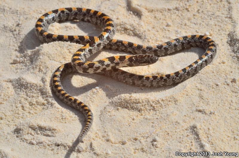 Short-tailed Snake (Lampropeltis extenuata)