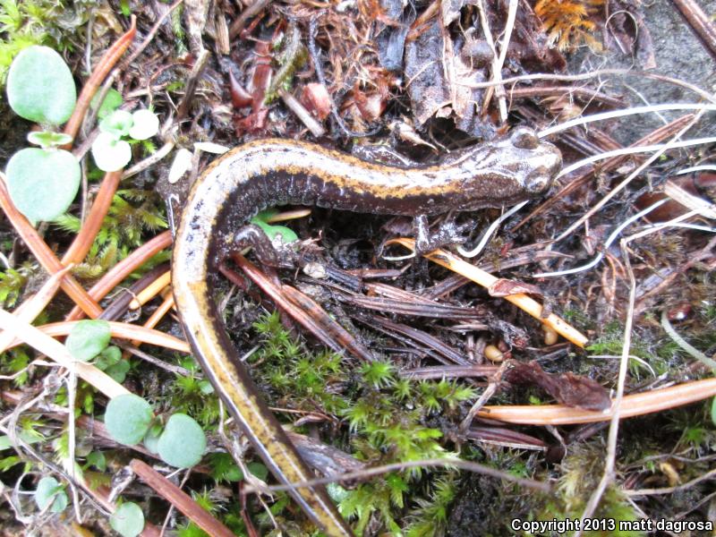 Larch Mountain Salamander (Plethodon larselli)