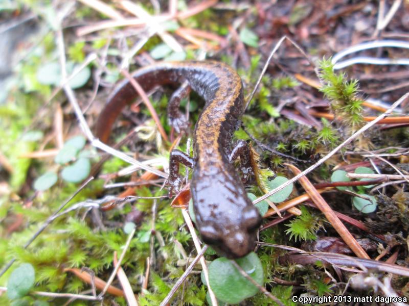 Larch Mountain Salamander (Plethodon larselli)