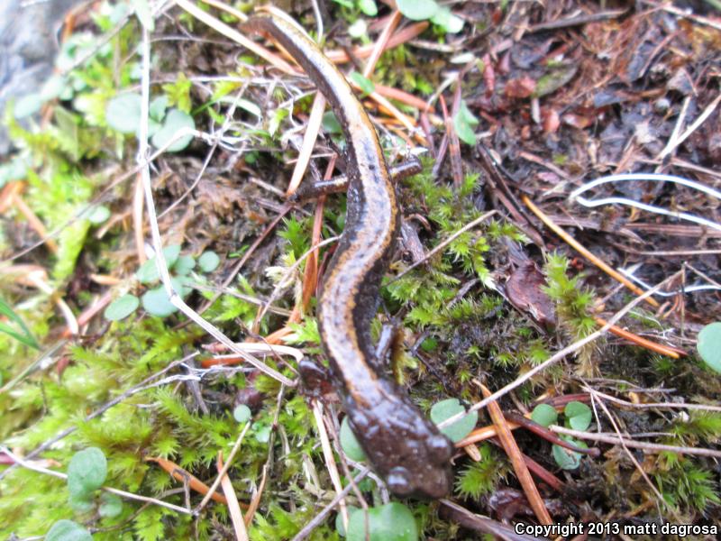 Larch Mountain Salamander (Plethodon larselli)