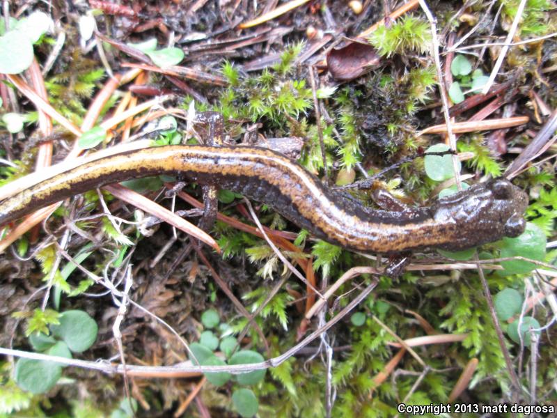 Larch Mountain Salamander (Plethodon larselli)