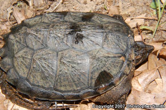 Eastern Snapping Turtle (Chelydra serpentina serpentina)