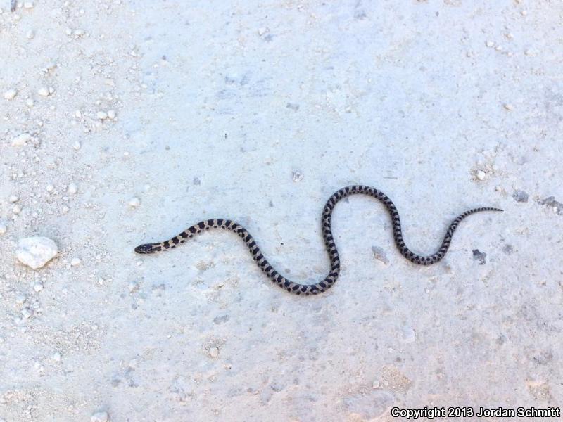 Short-tailed Snake (Lampropeltis extenuata)