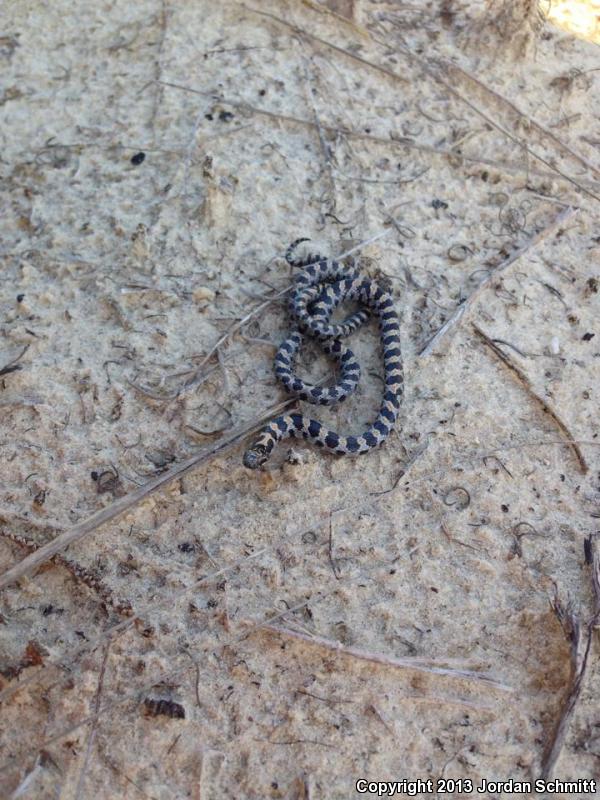 Short-tailed Snake (Lampropeltis extenuata)