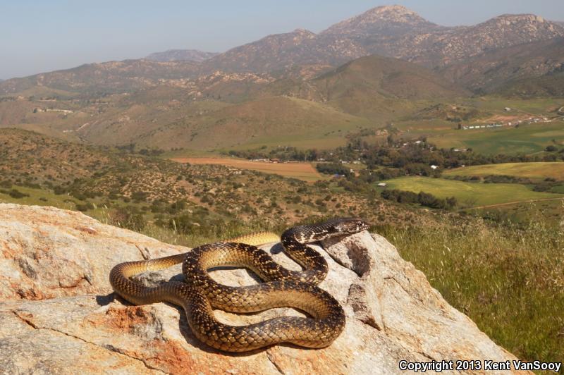 Baja California Coachwhip (Coluber fuliginosus)