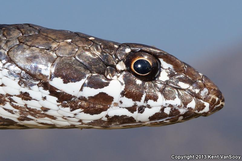 Baja California Coachwhip (Coluber fuliginosus)