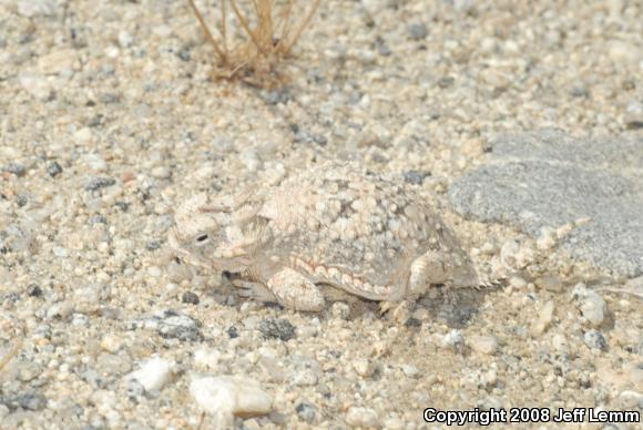 Southern Desert Horned Lizard (Phrynosoma platyrhinos calidiarum)