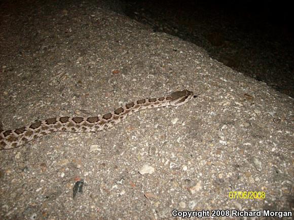 Southern Pacific Rattlesnake (Crotalus oreganus helleri)