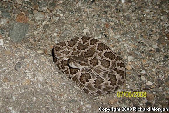 Southern Pacific Rattlesnake (Crotalus oreganus helleri)