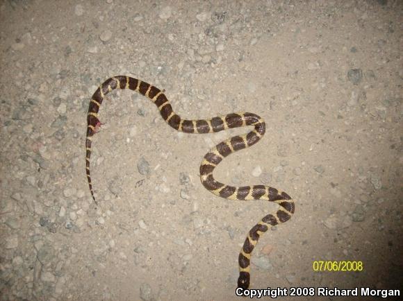 California Kingsnake (Lampropeltis getula californiae)