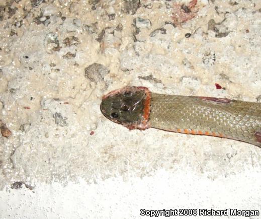 San Bernardino Ring-necked Snake (Diadophis punctatus modestus)