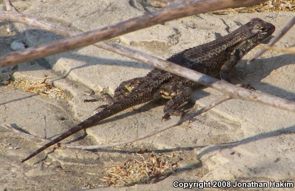 Great Basin Fence Lizard (Sceloporus occidentalis longipes)