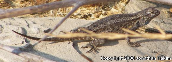 Great Basin Fence Lizard (Sceloporus occidentalis longipes)