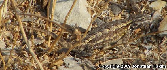 Great Basin Fence Lizard (Sceloporus occidentalis longipes)