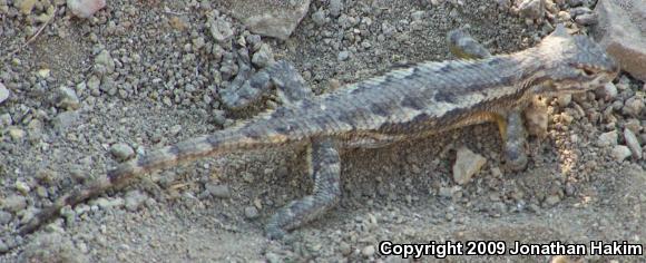 Great Basin Fence Lizard (Sceloporus occidentalis longipes)