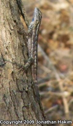 Great Basin Fence Lizard (Sceloporus occidentalis longipes)