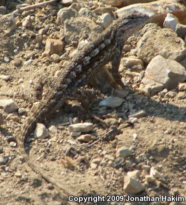 Great Basin Fence Lizard (Sceloporus occidentalis longipes)