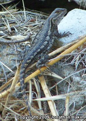 Great Basin Fence Lizard (Sceloporus occidentalis longipes)