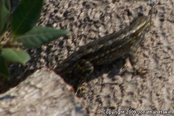 Great Basin Fence Lizard (Sceloporus occidentalis longipes)