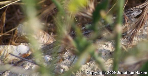 Great Basin Fence Lizard (Sceloporus occidentalis longipes)