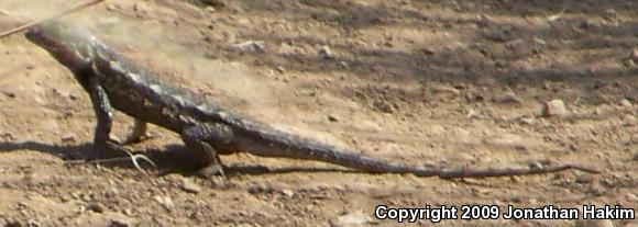 Great Basin Fence Lizard (Sceloporus occidentalis longipes)