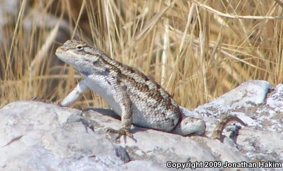 Great Basin Fence Lizard (Sceloporus occidentalis longipes)