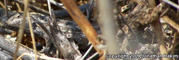 Great Basin Fence Lizard (Sceloporus occidentalis longipes)