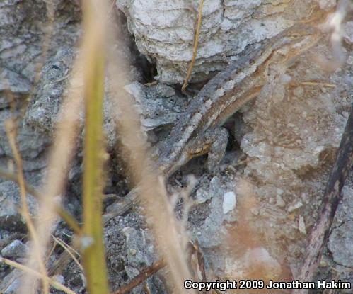 Great Basin Fence Lizard (Sceloporus occidentalis longipes)