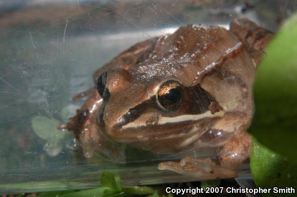 Wood Frog (Lithobates sylvaticus)