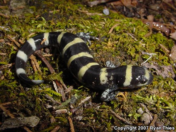 Ringed Salamander (Ambystoma annulatum)