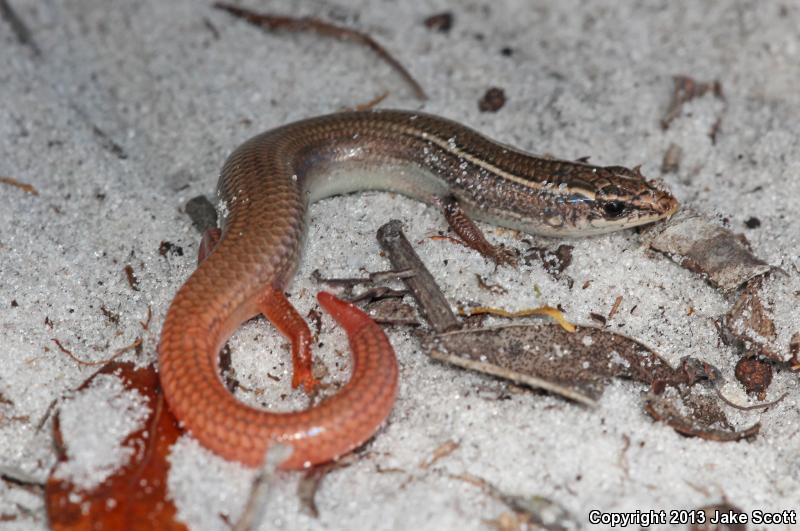 Northern Mole Skink (Plestiodon egregius similis)