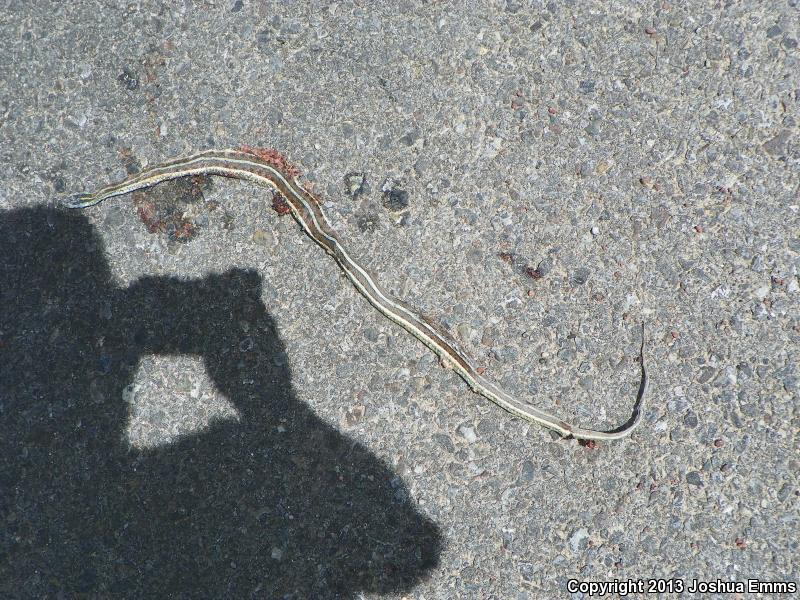 New Mexico Gartersnake (Thamnophis sirtalis dorsalis)