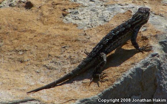 Great Basin Fence Lizard (Sceloporus occidentalis longipes)