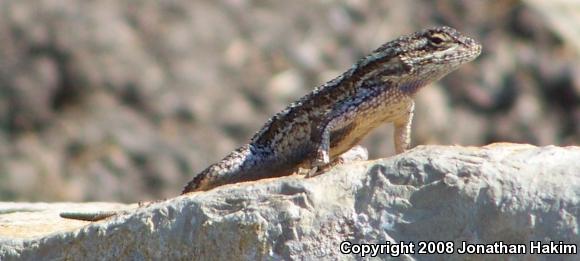 Great Basin Fence Lizard (Sceloporus occidentalis longipes)