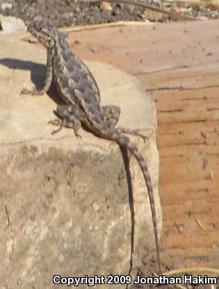 Great Basin Fence Lizard (Sceloporus occidentalis longipes)