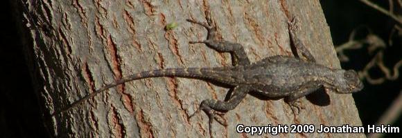 Great Basin Fence Lizard (Sceloporus occidentalis longipes)