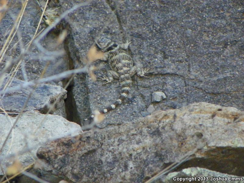 New Mexico Crevice Spiny Lizard (Sceloporus poinsettii poinsettii)