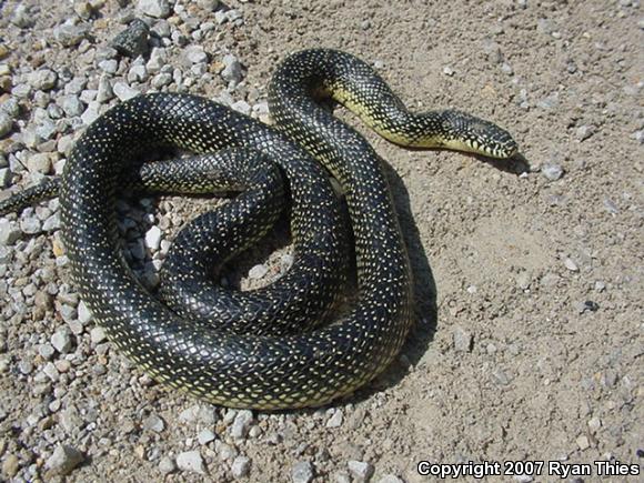 Speckled Kingsnake (Lampropeltis getula holbrooki)