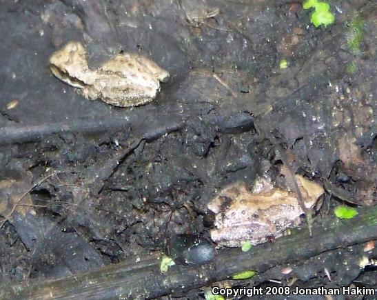 Baja California Treefrog (Pseudacris hypochondriaca)