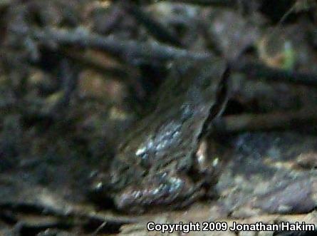 Baja California Treefrog (Pseudacris hypochondriaca)