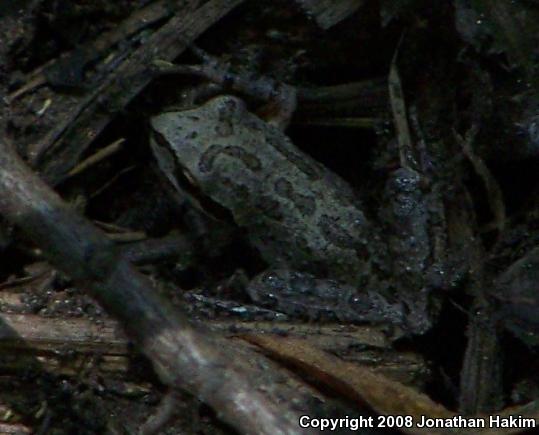 Baja California Treefrog (Pseudacris hypochondriaca)