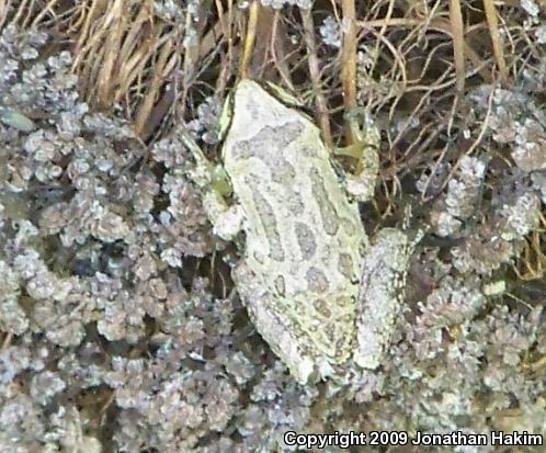 Baja California Treefrog (Pseudacris hypochondriaca)