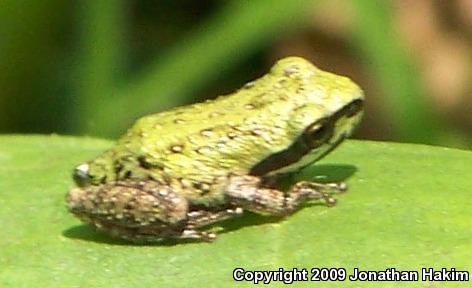 Baja California Treefrog (Pseudacris hypochondriaca)