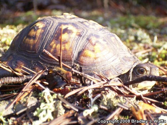 Eastern Box Turtle (Terrapene carolina carolina)