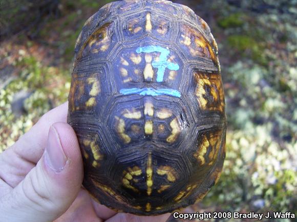 Eastern Box Turtle (Terrapene carolina carolina)